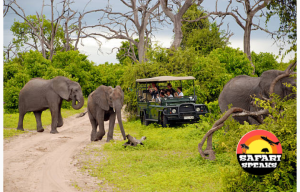 Safari around Botswana