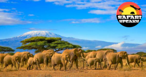 best time to visit kenya safari 